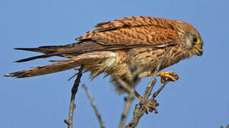 Lesser Kestrel