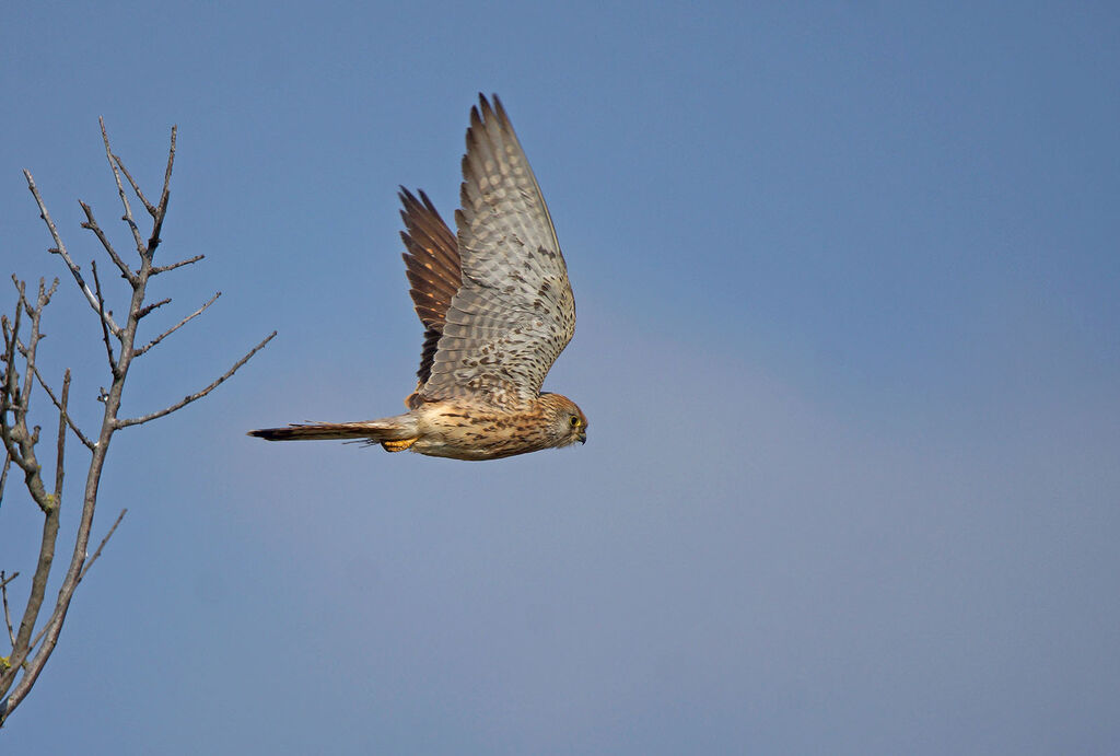 Lesser Kestrel