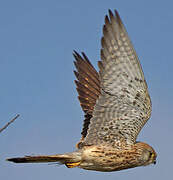 Lesser Kestrel