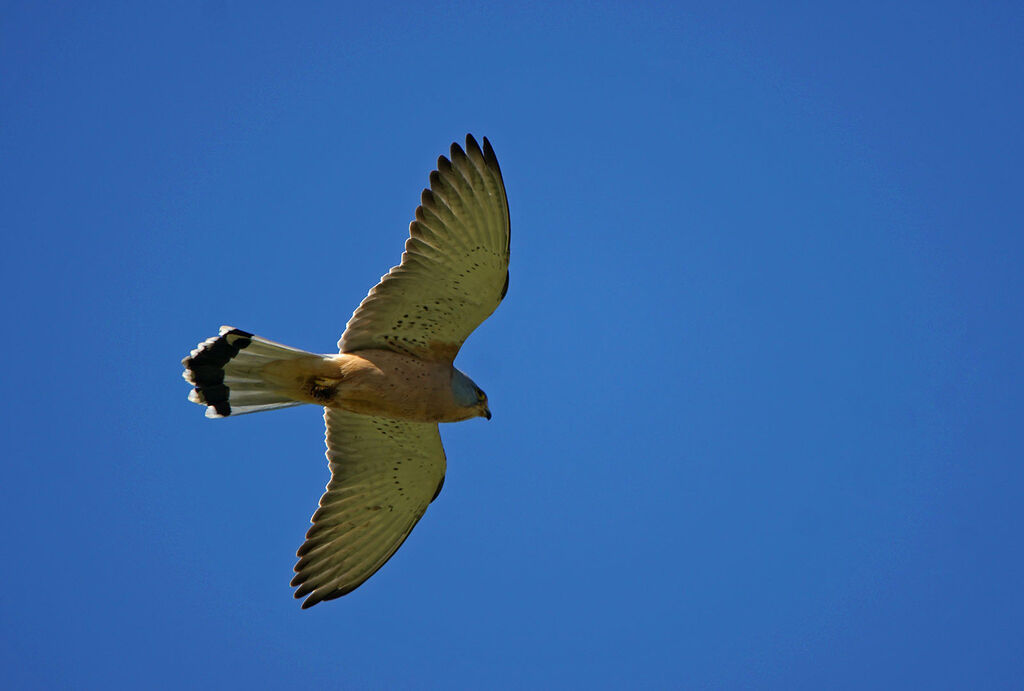 Lesser Kestrel