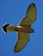 Lesser Kestrel