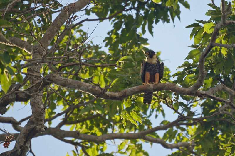 Bat Falcon