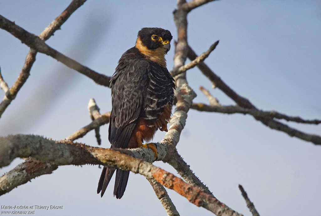 Bat Falconadult, identification