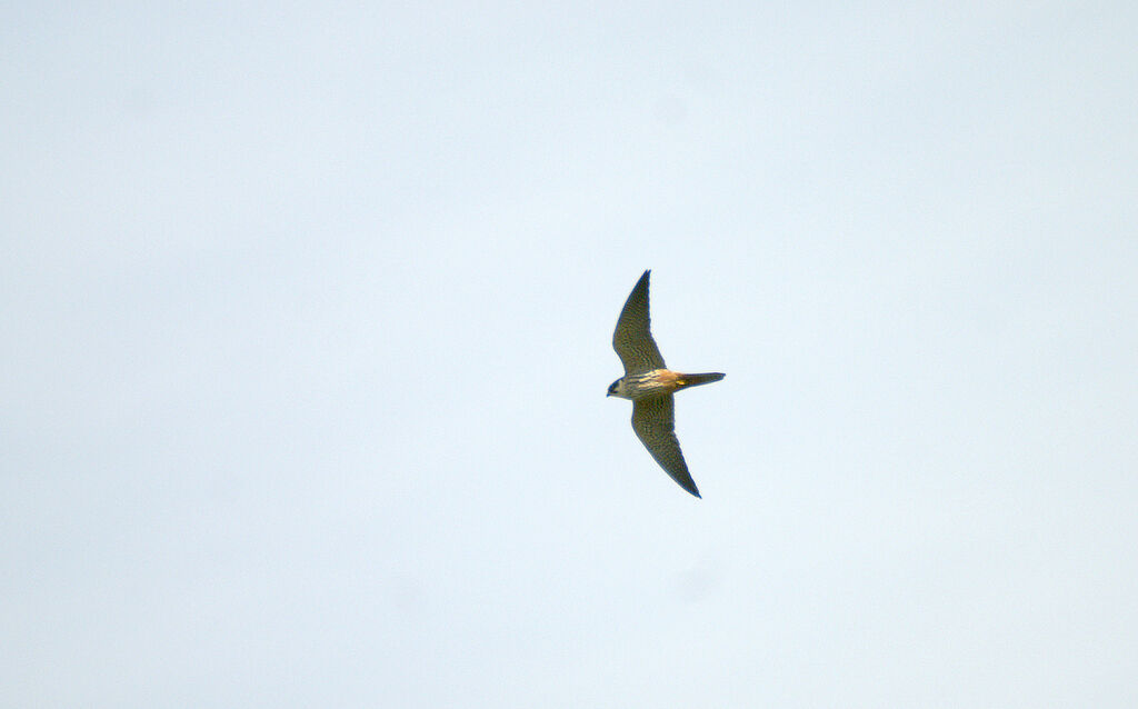 Eurasian Hobby