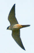 Eurasian Hobby