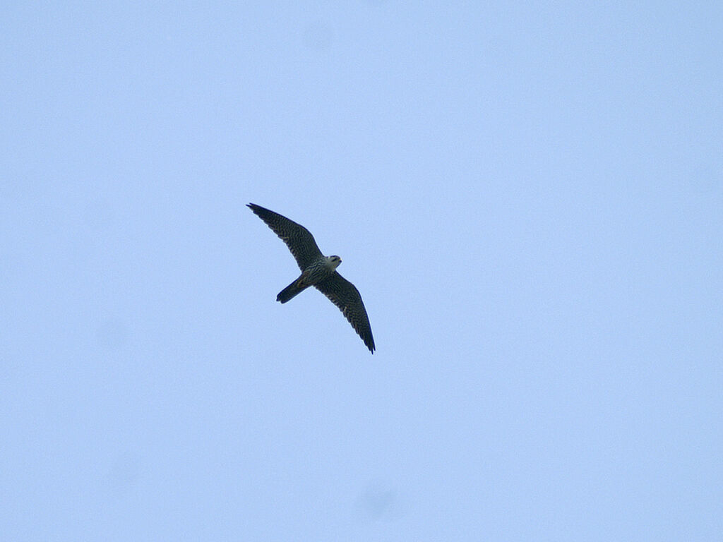 Eurasian Hobby