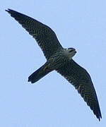 Eurasian Hobby