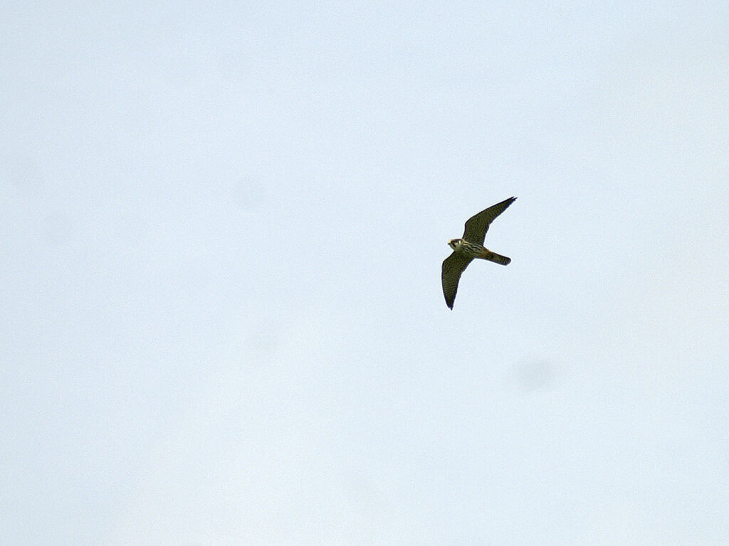 Eurasian Hobby