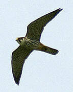 Eurasian Hobby