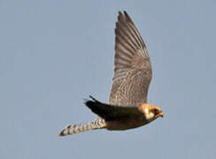 Red-footed Falcon