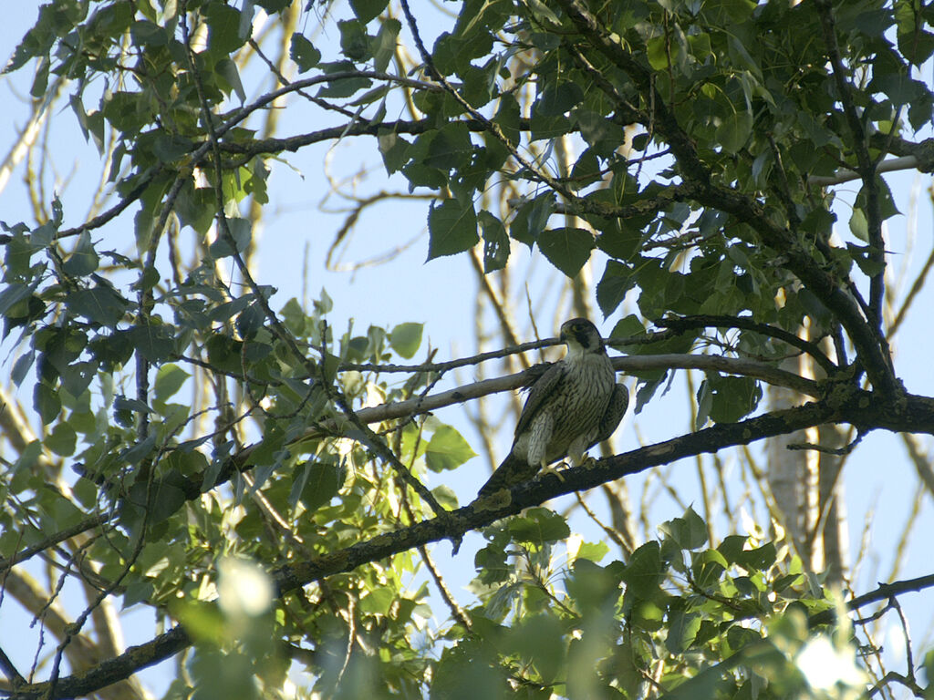 Peregrine Falcon