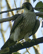 Peregrine Falcon