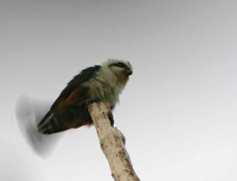 Collared Falconet