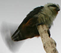 Collared Falconet