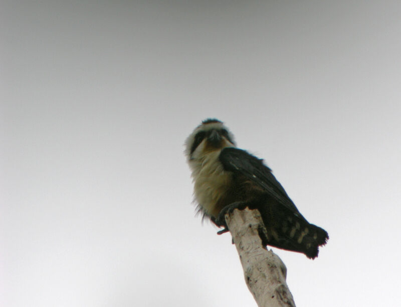 Collared Falconet