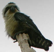 Collared Falconet