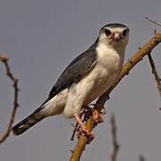 Pygmy Falcon