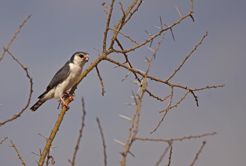 Fauconnet d'Afrique