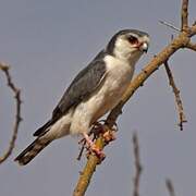 Pygmy Falcon