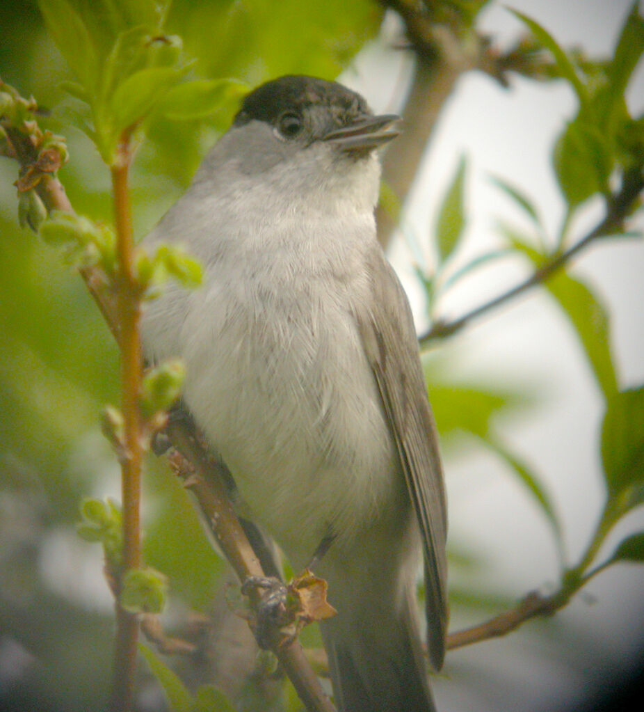 Eurasian Blackcap