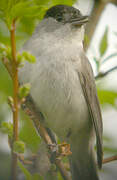 Eurasian Blackcap