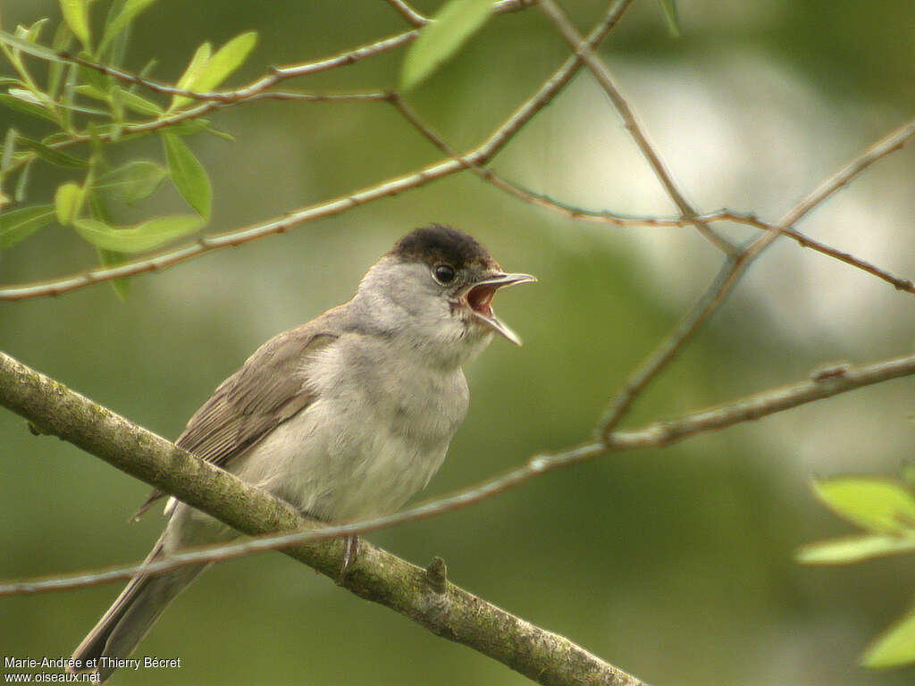 Eurasian Blackcap male adult, song