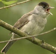 Eurasian Blackcap