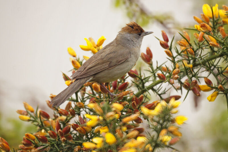 Eurasian Blackcap female