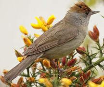 Eurasian Blackcap