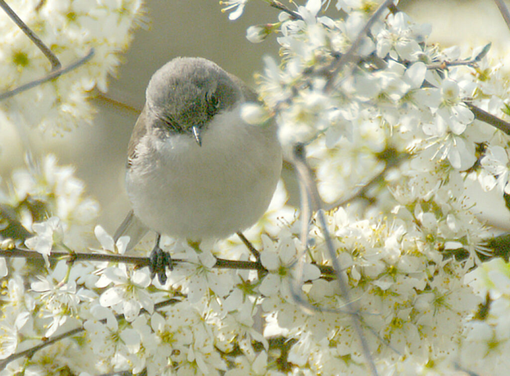 Lesser Whitethroat