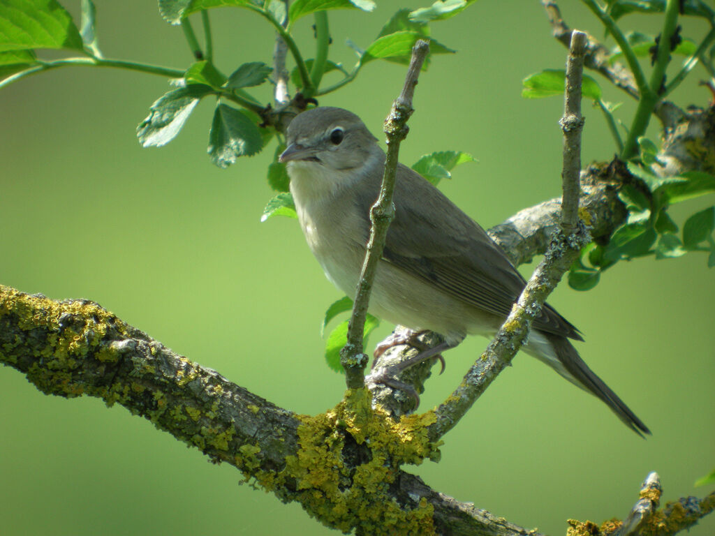 Garden Warbler