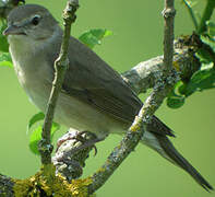 Garden Warbler