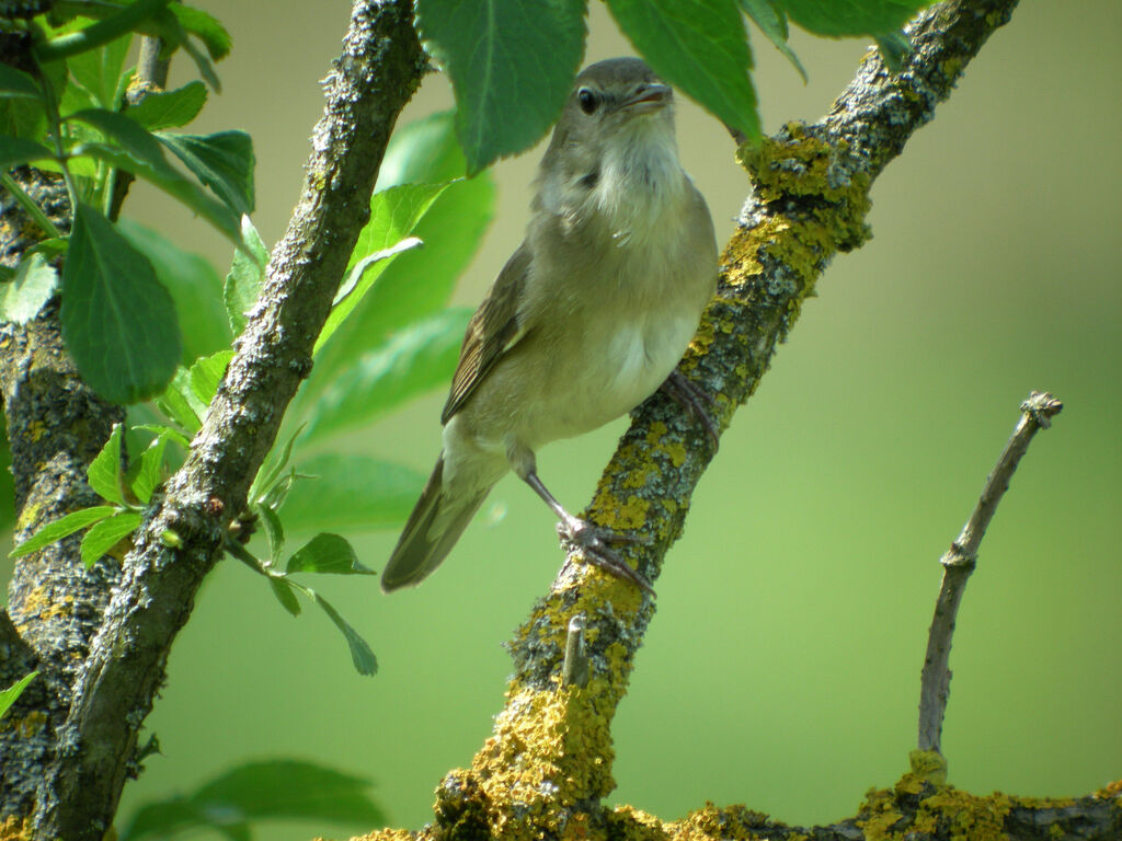 Garden Warbler