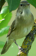 Garden Warbler