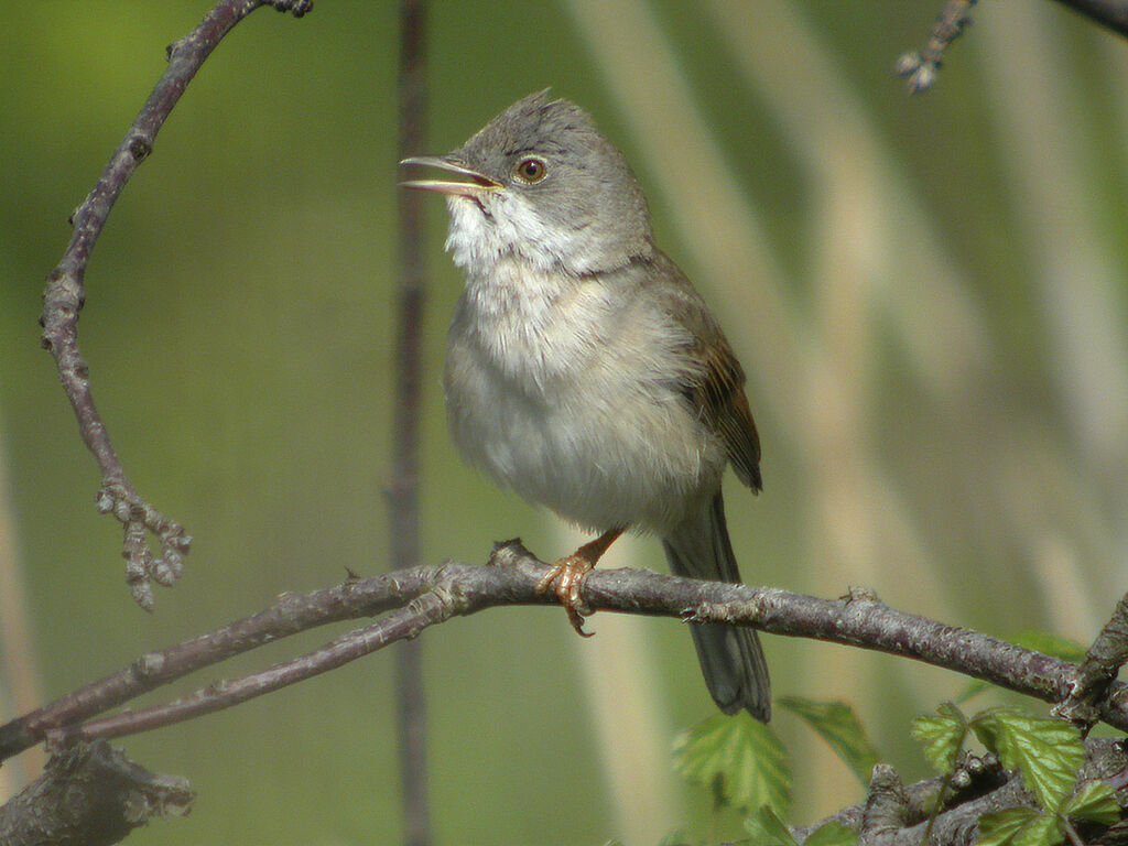 Common Whitethroat