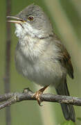 Common Whitethroat