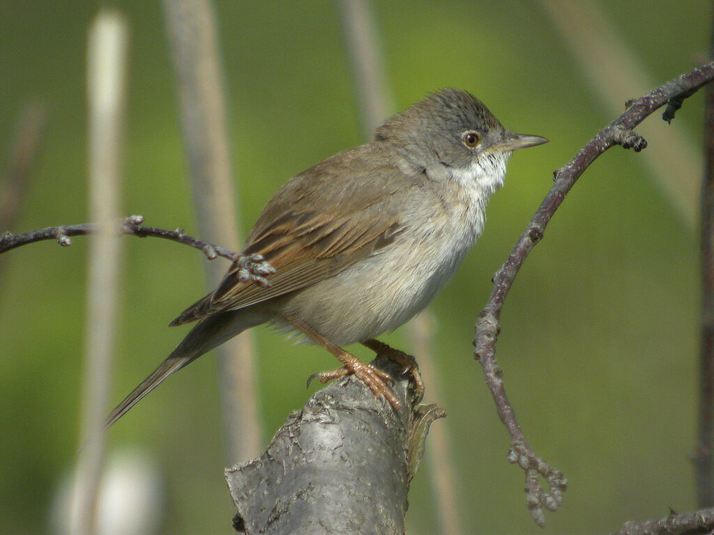 Common Whitethroat