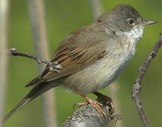 Common Whitethroat