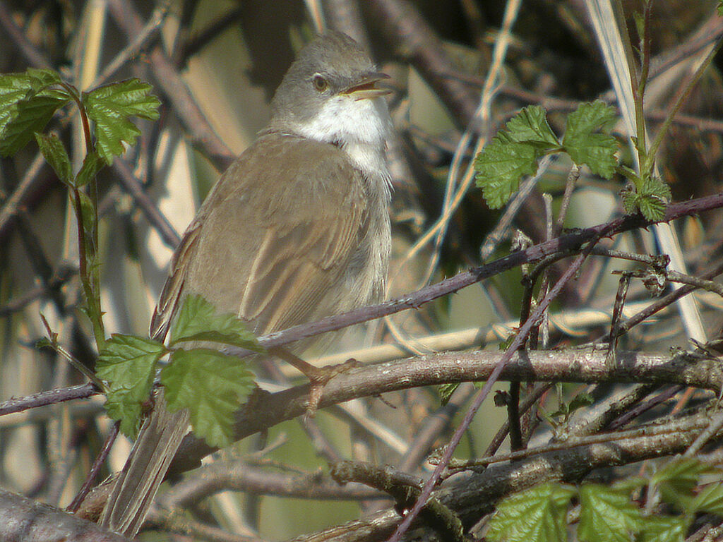 Fauvette grisette