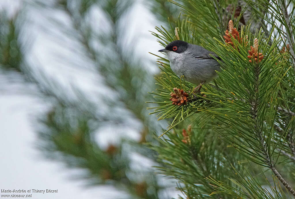 Sardinian Warbler male adult