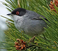 Sardinian Warbler