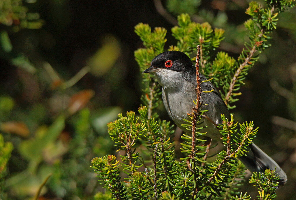 Sardinian Warbler