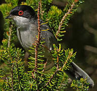 Sardinian Warbler