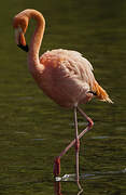 American Flamingo