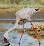 Flamant nain