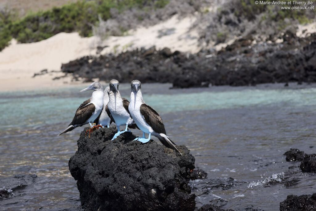 Blue-footed Booby