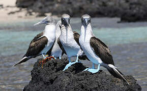 Blue-footed Booby