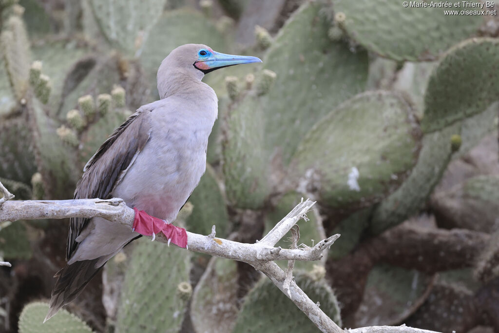 Fou à pieds rouges