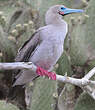 Fou à pieds rouges