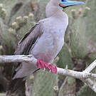 Fou à pieds rouges